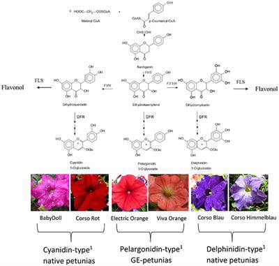 Great Cause—Small Effect: Undeclared Genetically Engineered Orange Petunias Harbor an Inefficient Dihydroflavonol 4-Reductase